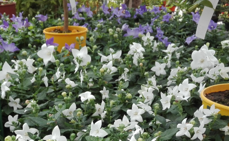 Piante e Fiori [SERRA FREDDA]