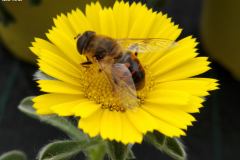 Natura al lavoro