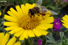 Natura al lavoro