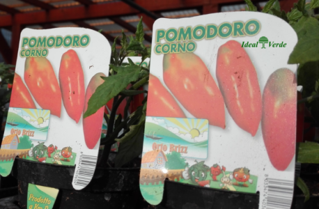 Pomodoro Corno