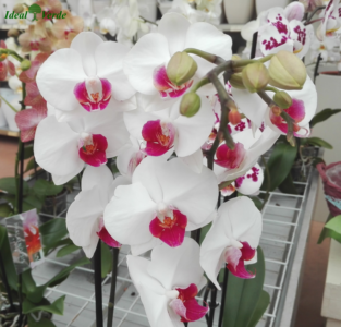 Orchidea