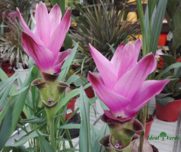 Curcuma