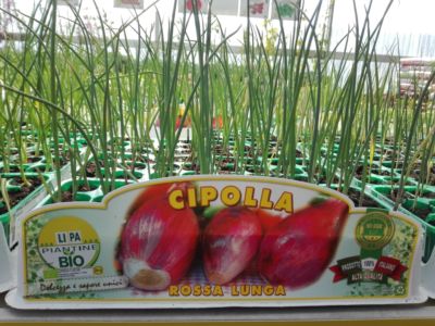 Cipolla Bio