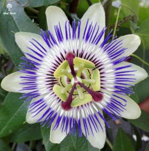 Passiflora