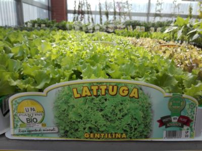 Lattuga Bio