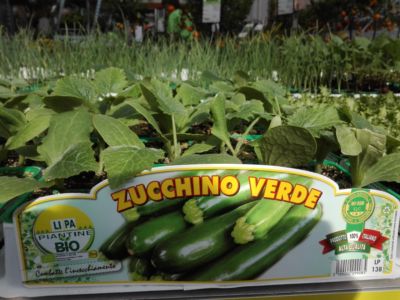 Zucchino Bio
