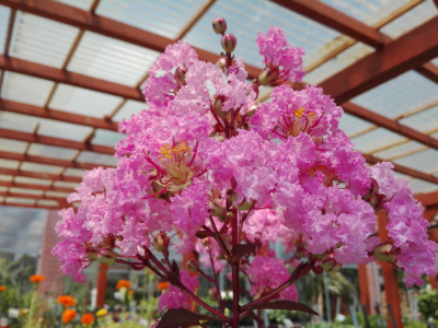 Lagerstroemia