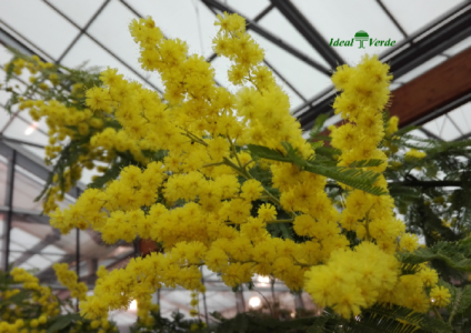 Mimose